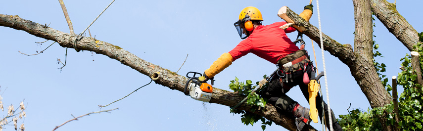 Arborist Services