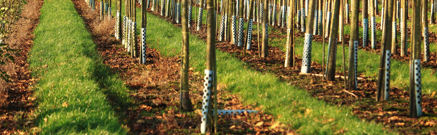 Tree Cabling