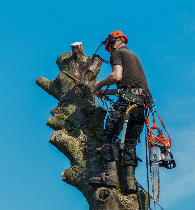 Timber Falls Property Services, LLC. Arborist Services