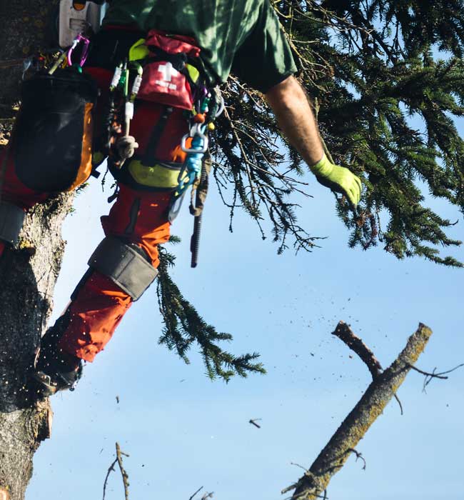 Timber Falls Property Services, LLC. Arborist Services