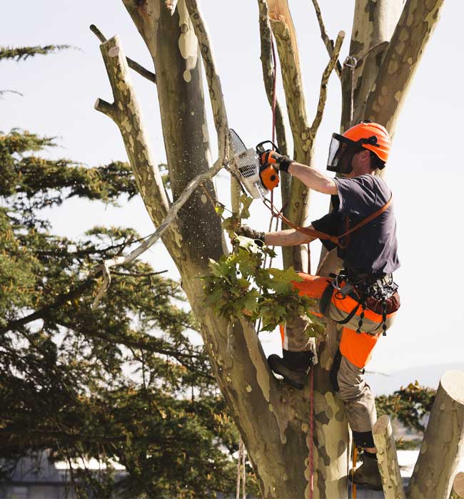 Timber Falls Property Services, LLC. Arborist Services